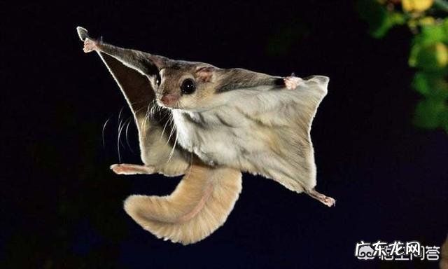 请问,世界上除了蝙蝠还有哪些会飞的哺乳动物?