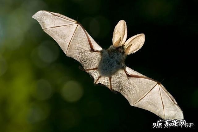 请问,世界上除了蝙蝠还有哪些会飞的哺乳动物?