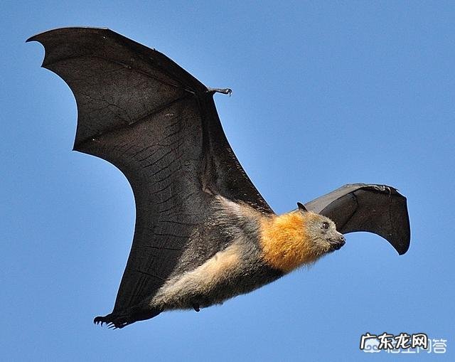 请问,世界上除了蝙蝠还有哪些会飞的哺乳动物?