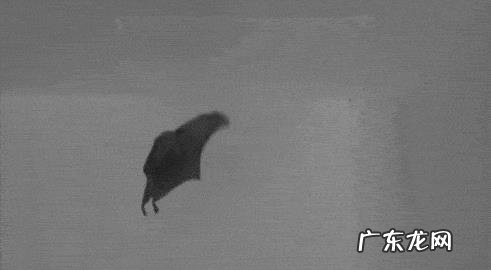 请问，世界上除了蝙蝠还有哪些会飞的哺乳动物？