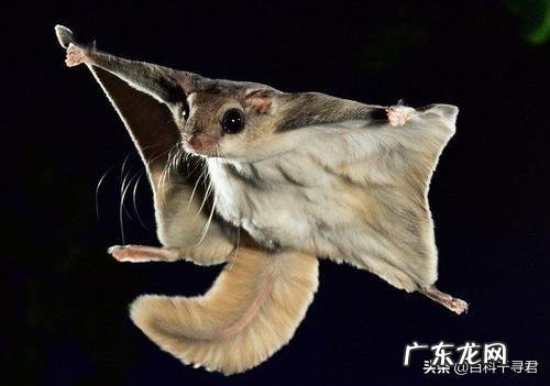 请问,世界上除了蝙蝠还有哪些会飞的哺乳动物?