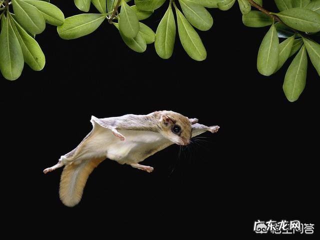请问,世界上除了蝙蝠还有哪些会飞的哺乳动物?