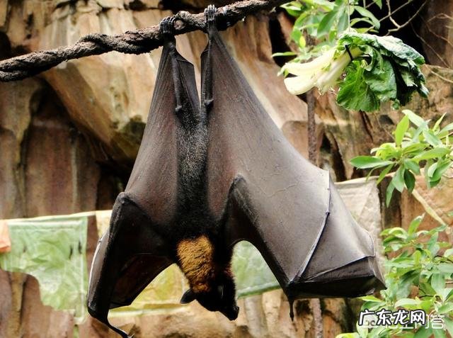 请问，世界上除了蝙蝠还有哪些会飞的哺乳动物？