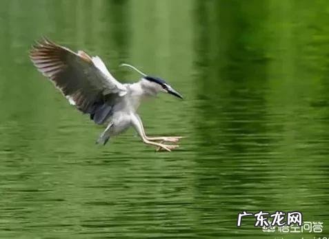 请问,世界上除了蝙蝠还有哪些会飞的哺乳动物?