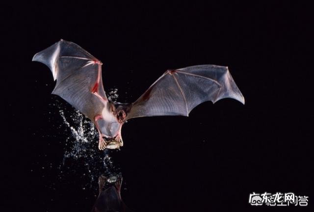 请问，世界上除了蝙蝠还有哪些会飞的哺乳动物？
