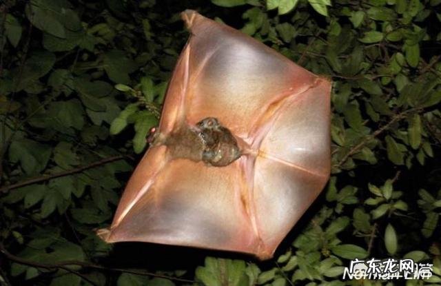 请问,世界上除了蝙蝠还有哪些会飞的哺乳动物?