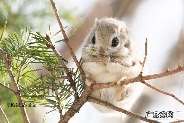 请问,世界上除了蝙蝠还有哪些会飞的哺乳动物?