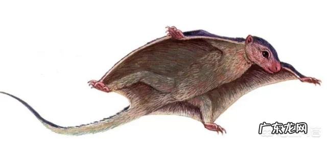 请问,世界上除了蝙蝠还有哪些会飞的哺乳动物?