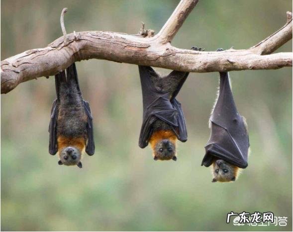 请问，世界上除了蝙蝠还有哪些会飞的哺乳动物？