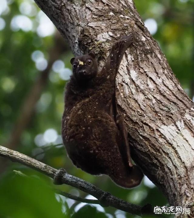 请问,世界上除了蝙蝠还有哪些会飞的哺乳动物?