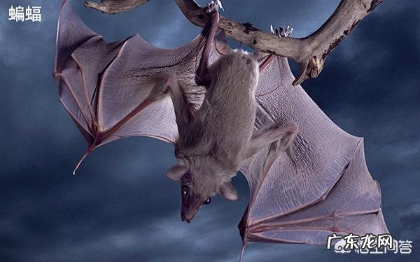 请问,世界上除了蝙蝠还有哪些会飞的哺乳动物?