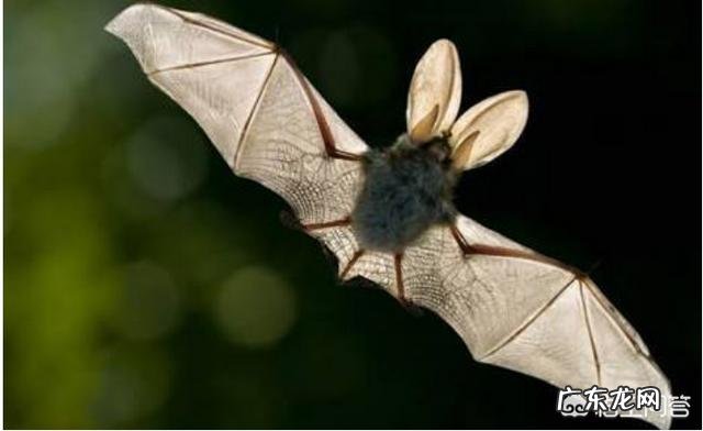 请问，世界上除了蝙蝠还有哪些会飞的哺乳动物？