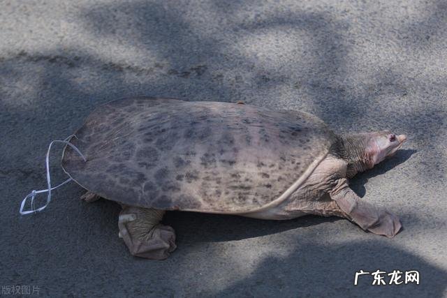 甲鱼对人有什么好处?