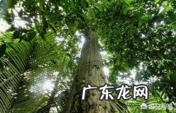 沉香茶对身体有何好处?