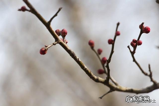 立春当天睛好,还是阴天好?