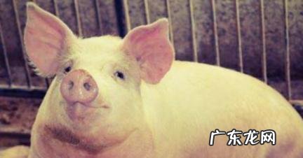 属猪的三大贵人 属猴的三大贵人