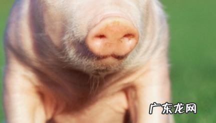 属猪人一辈子的克星 属猪人一辈子的克星属虎