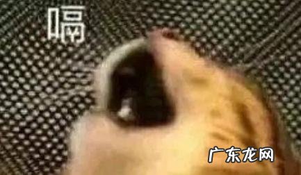 茶言茶语是什么意思 茶言茶语是什么意思啊