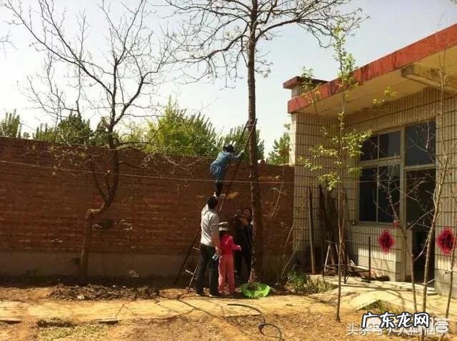 农村庭院种香椿树好吗?有什么寓意和说法?