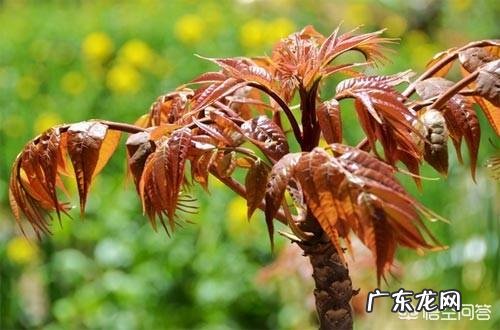 农村庭院种香椿树好吗？有什么寓意和说法？