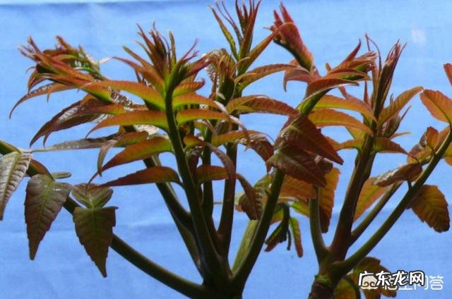 农村庭院种香椿树好吗?有什么寓意和说法?