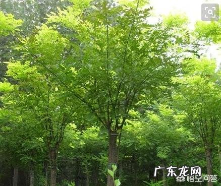 农村庭院种香椿树好吗？有什么寓意和说法？