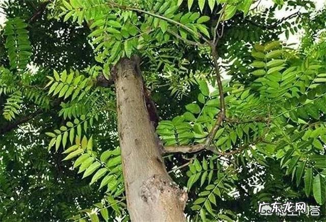 农村庭院种香椿树好吗?有什么寓意和说法?