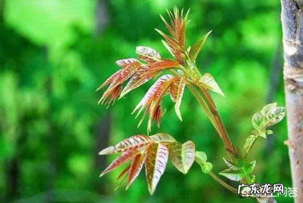 农村庭院种香椿树好吗？有什么寓意和说法？