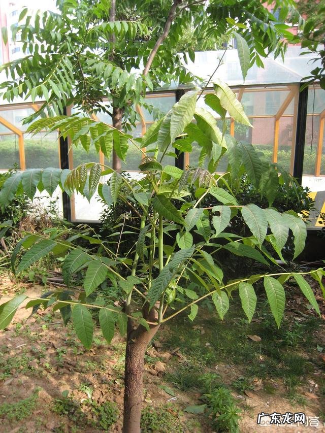 农村庭院种香椿树好吗？有什么寓意和说法？