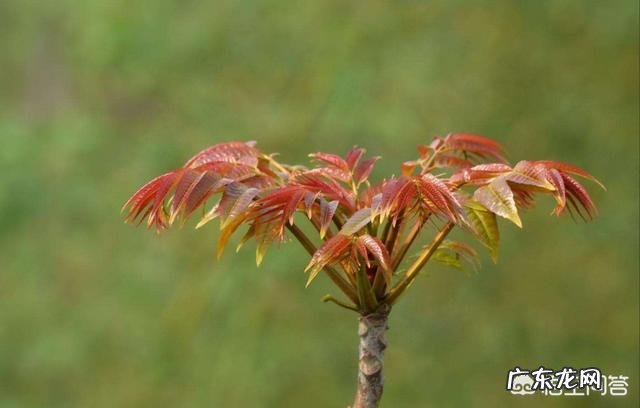 农村庭院种香椿树好吗?有什么寓意和说法?