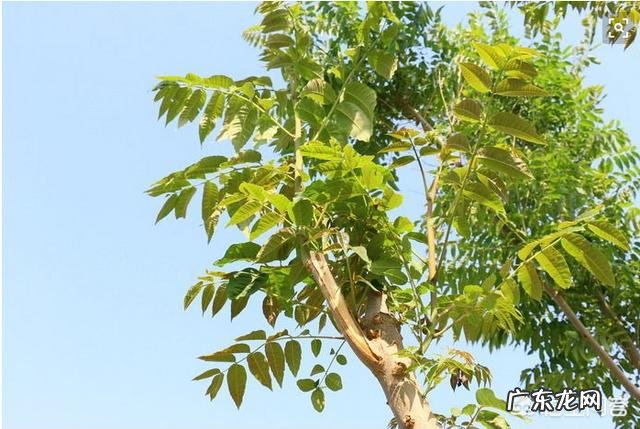 农村庭院种香椿树好吗？有什么寓意和说法？