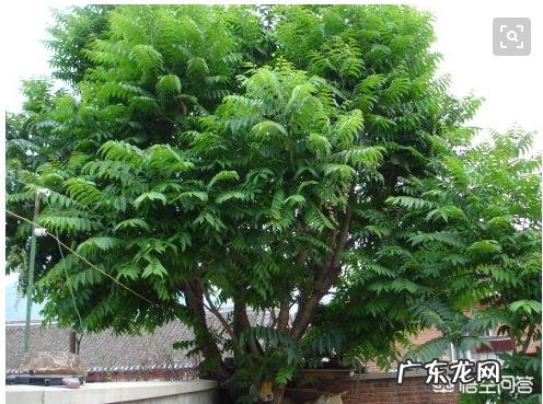 农村庭院种香椿树好吗？有什么寓意和说法？