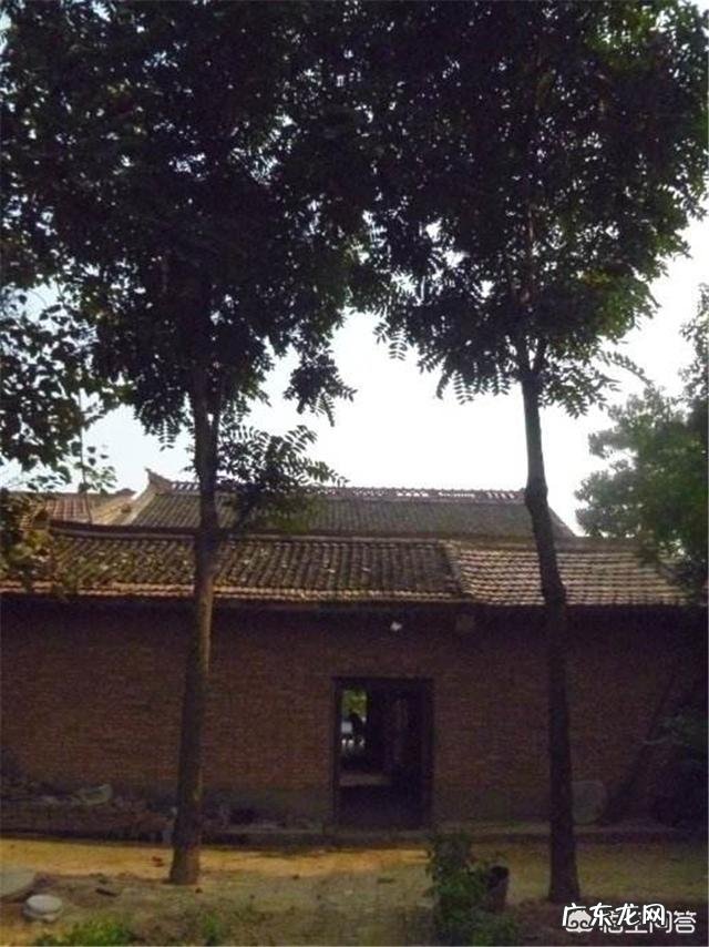 农村庭院种香椿树好吗?有什么寓意和说法?