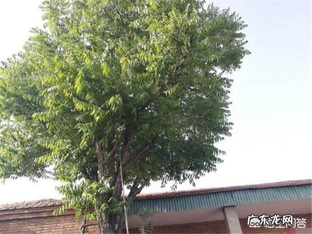 农村庭院种香椿树好吗?有什么寓意和说法?