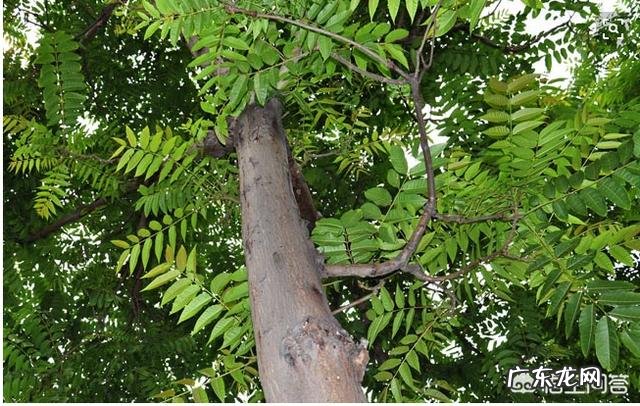 农村庭院种香椿树好吗？有什么寓意和说法？