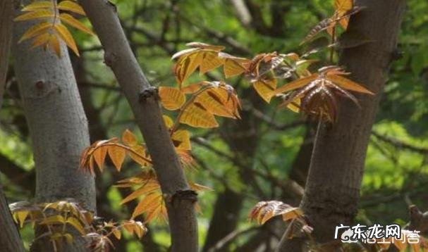 农村庭院种香椿树好吗?有什么寓意和说法?