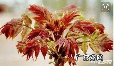 农村庭院种香椿树好吗?有什么寓意和说法?