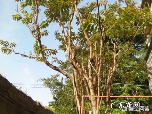 农村庭院种香椿树好吗？有什么寓意和说法？