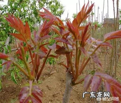 农村庭院种香椿树好吗?有什么寓意和说法?