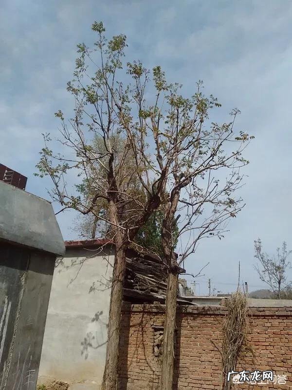 农村庭院种香椿树好吗？有什么寓意和说法？