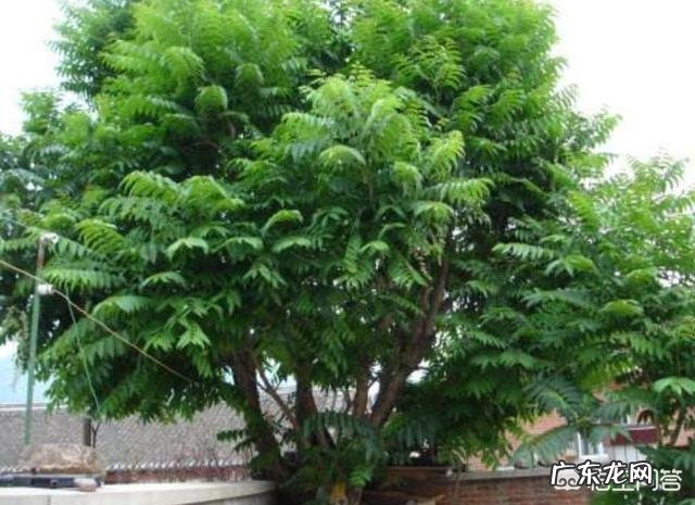 农村庭院种香椿树好吗？有什么寓意和说法？