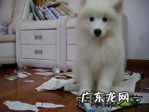 牛膝骨是牛身上的哪里 牛膝骨是牛的哪个部位