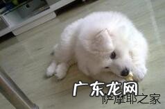 牛膝骨是牛身上的哪里 牛膝骨是牛的哪个部位