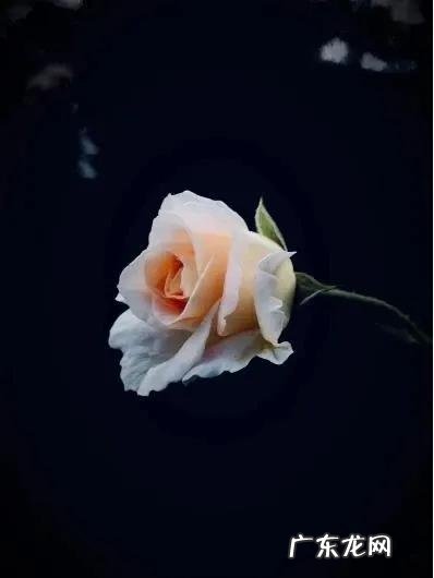 德芙的四种含义 德芙的故事是真的么