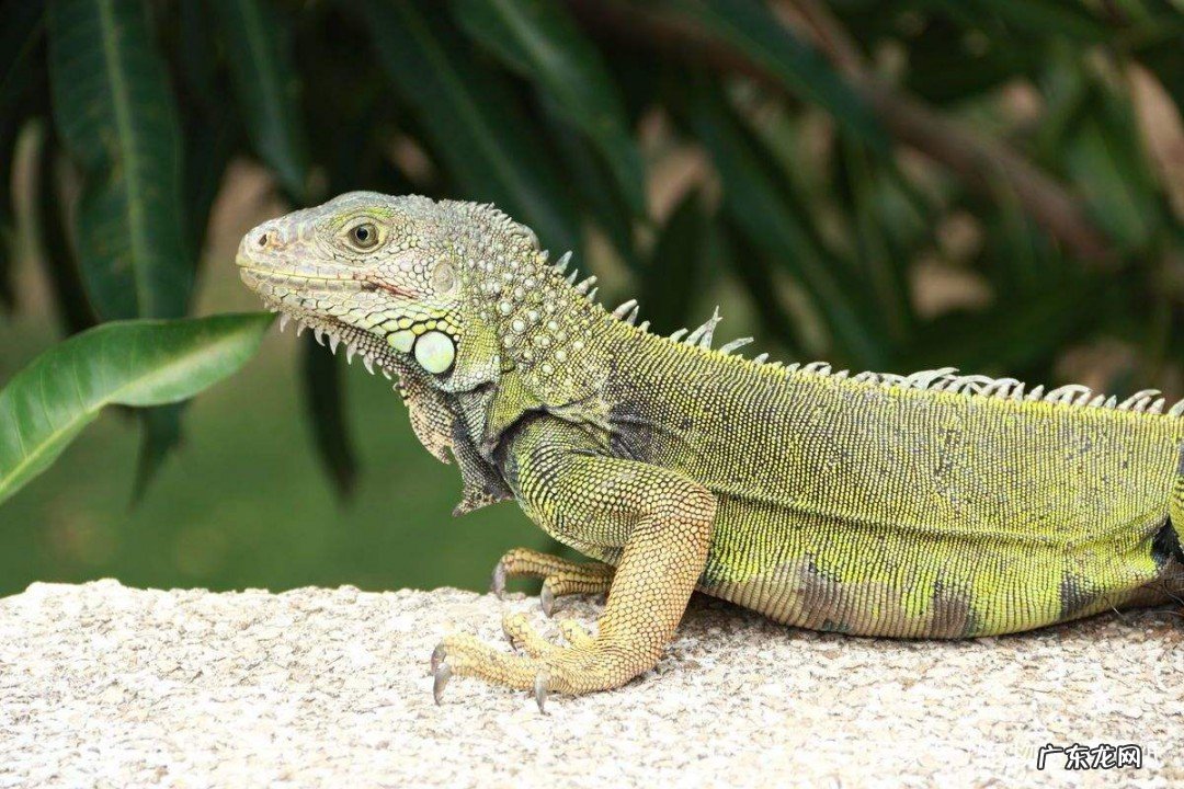 绿鬣蜥怎么养