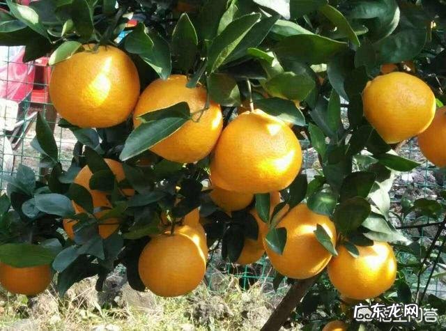 今年的皇帝柑为什么比去年的小很多?是什么原因导致?