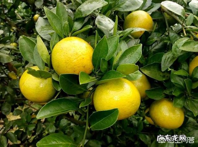 今年的皇帝柑为什么比去年的小很多?是什么原因导致?