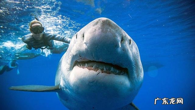 鲨鱼碰上虎鲸动都不动,任凭虎鲸撕咬,这是为什么?