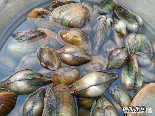 河蚌跟什么搭配炒最好吃?怎样才能做的更好吃?