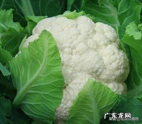花叶菜的作用是什么?